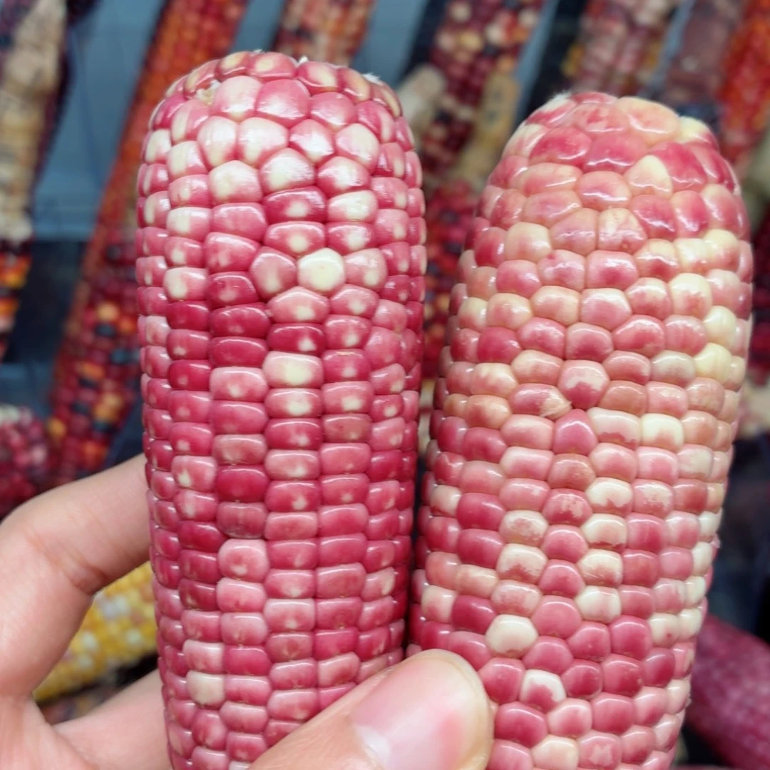 S***嘟吊坠白玉菩提文玩精品文玩精品