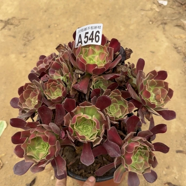 花娜……多肉植物……