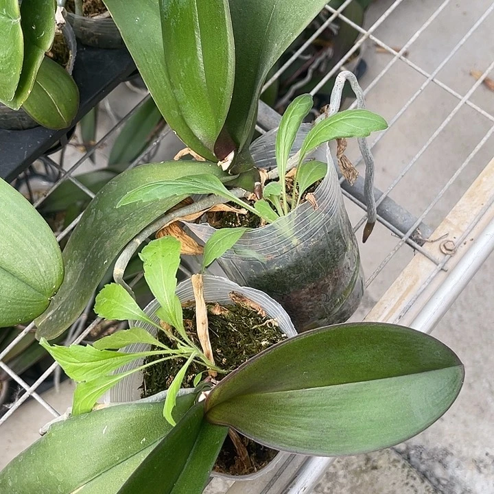 蝴蝶兰米歇尔瑕疵3.5