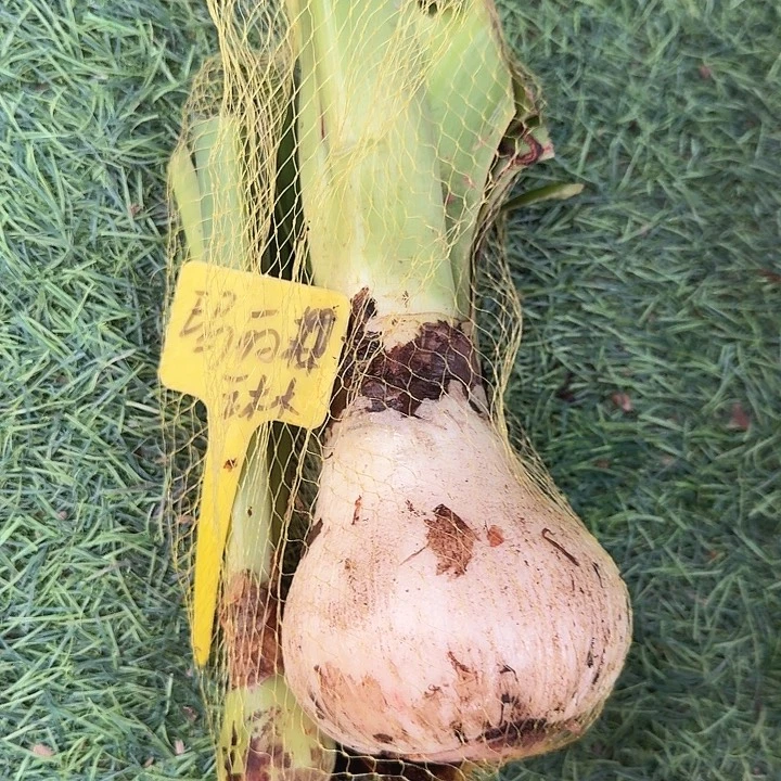 玛丽琳一兜样品球