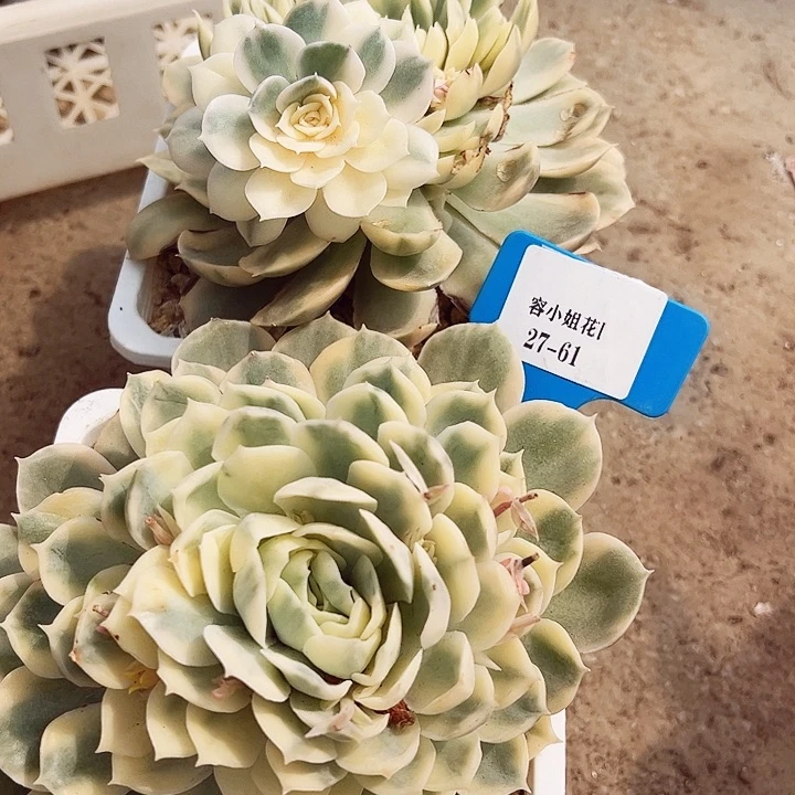 27.61安丝诺锦一个脱土