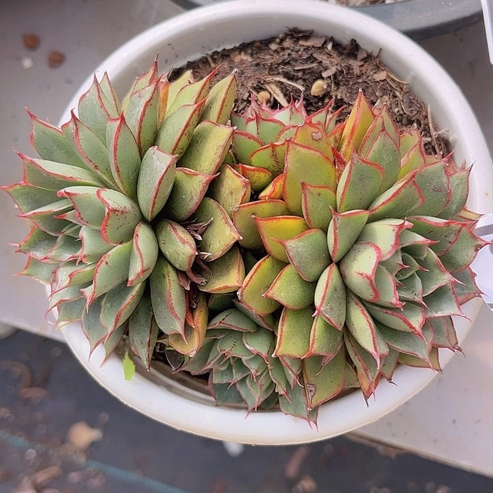 麒麟座2766多肉植物