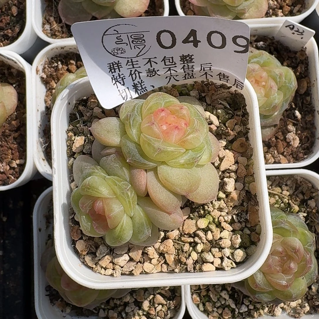 如图0409白方年年有鱼双头一颗