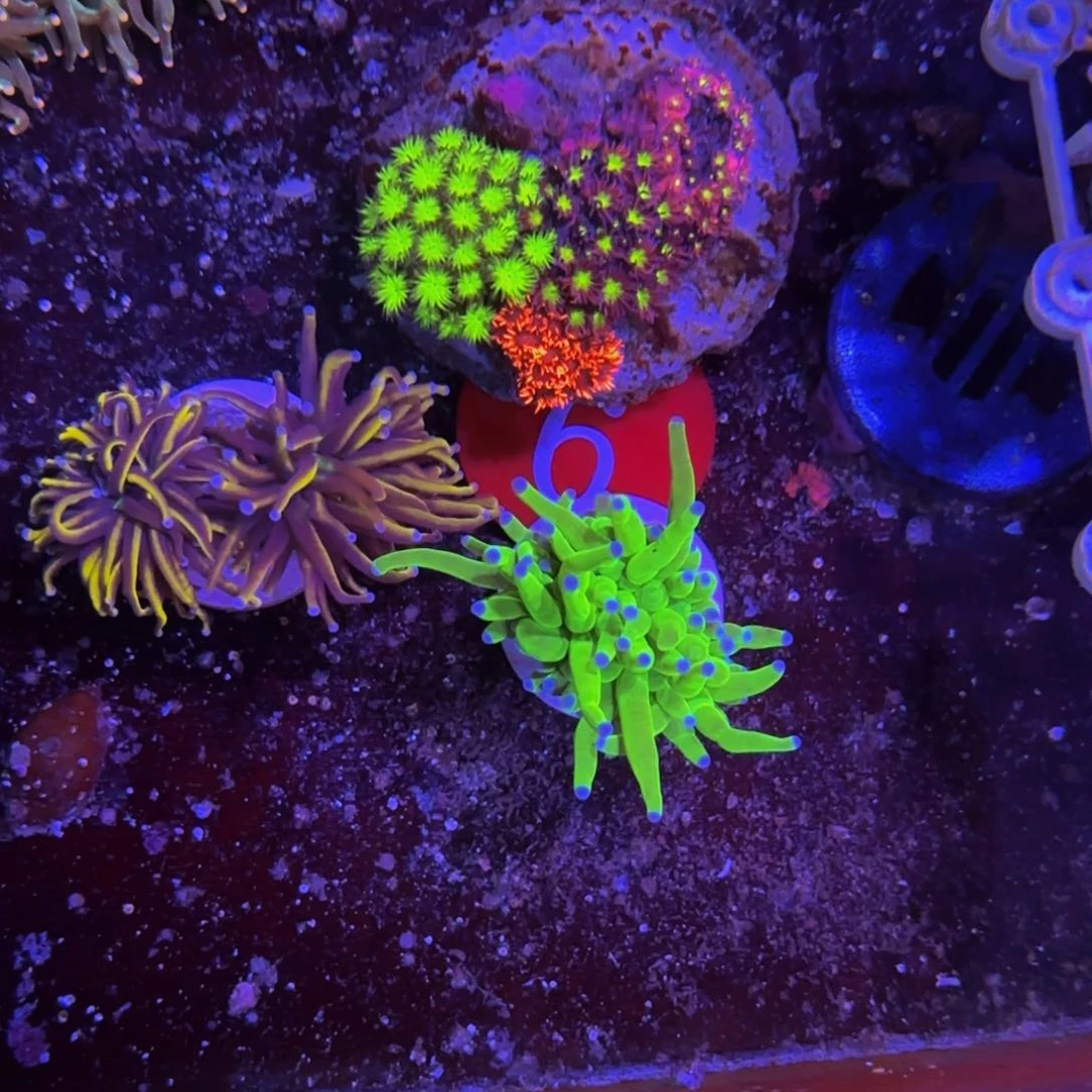 无花朵万鱼来朝海水观赏