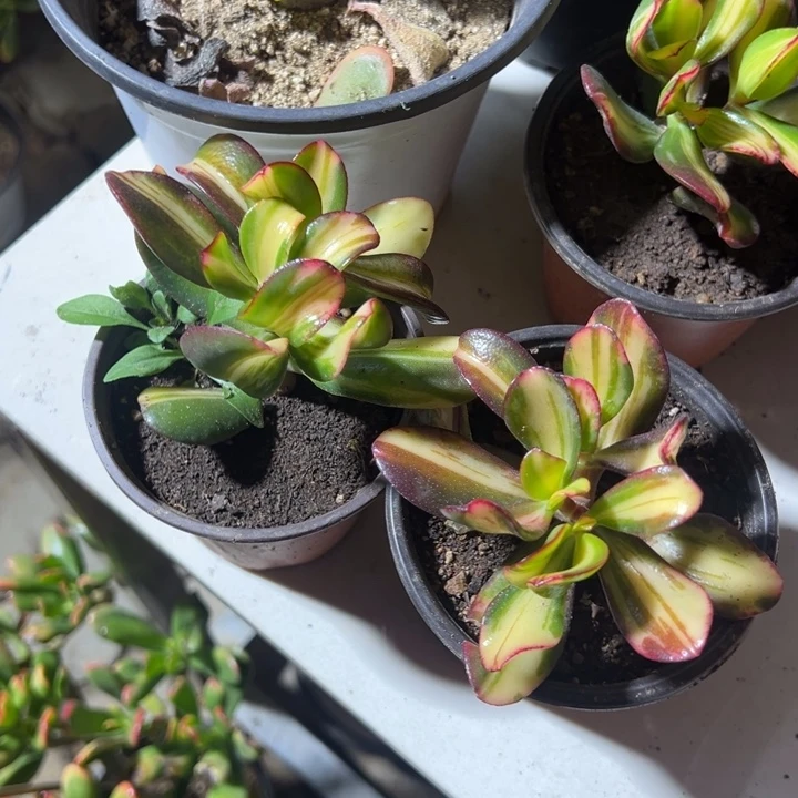 阳****）1117卷叶2棵小