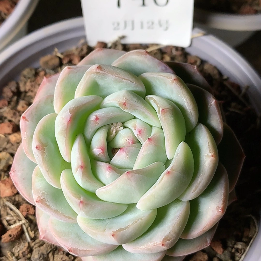 【闪购商品】云746