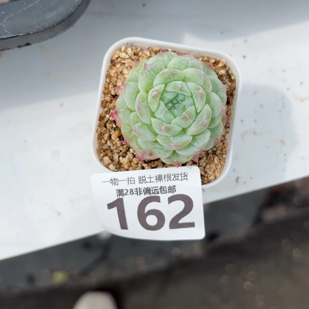 优选糖心无盆土发货