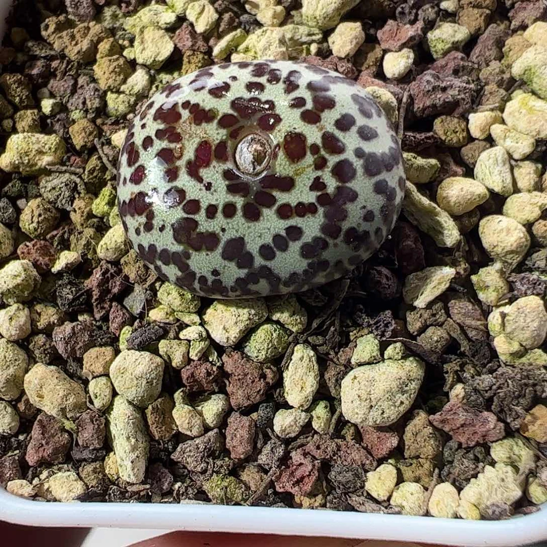 0000498 一物一拍脱土发