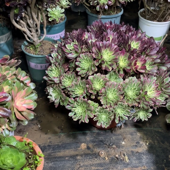 47天河多肉植物多肉多肉多肉