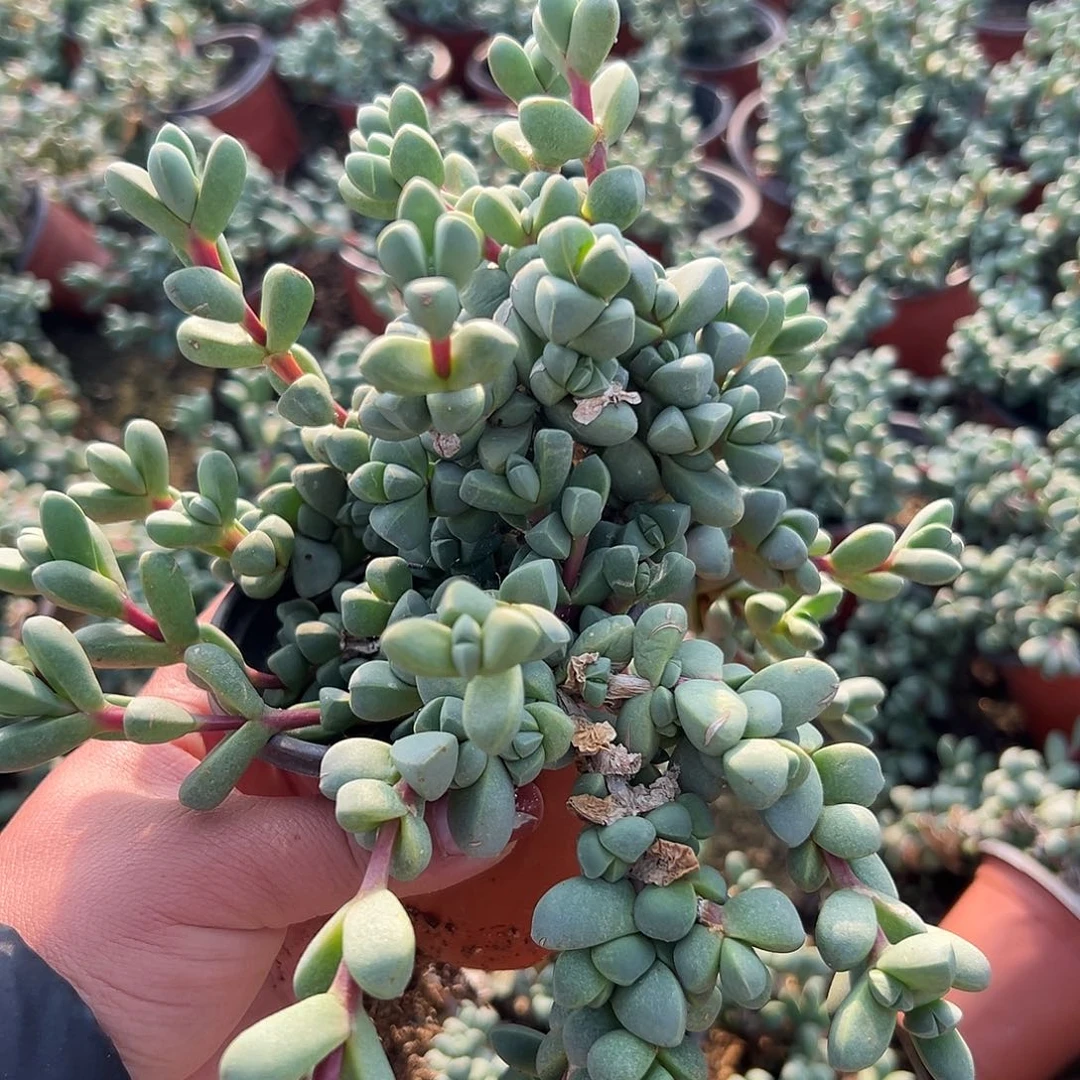 多肉植物鹿角海棠