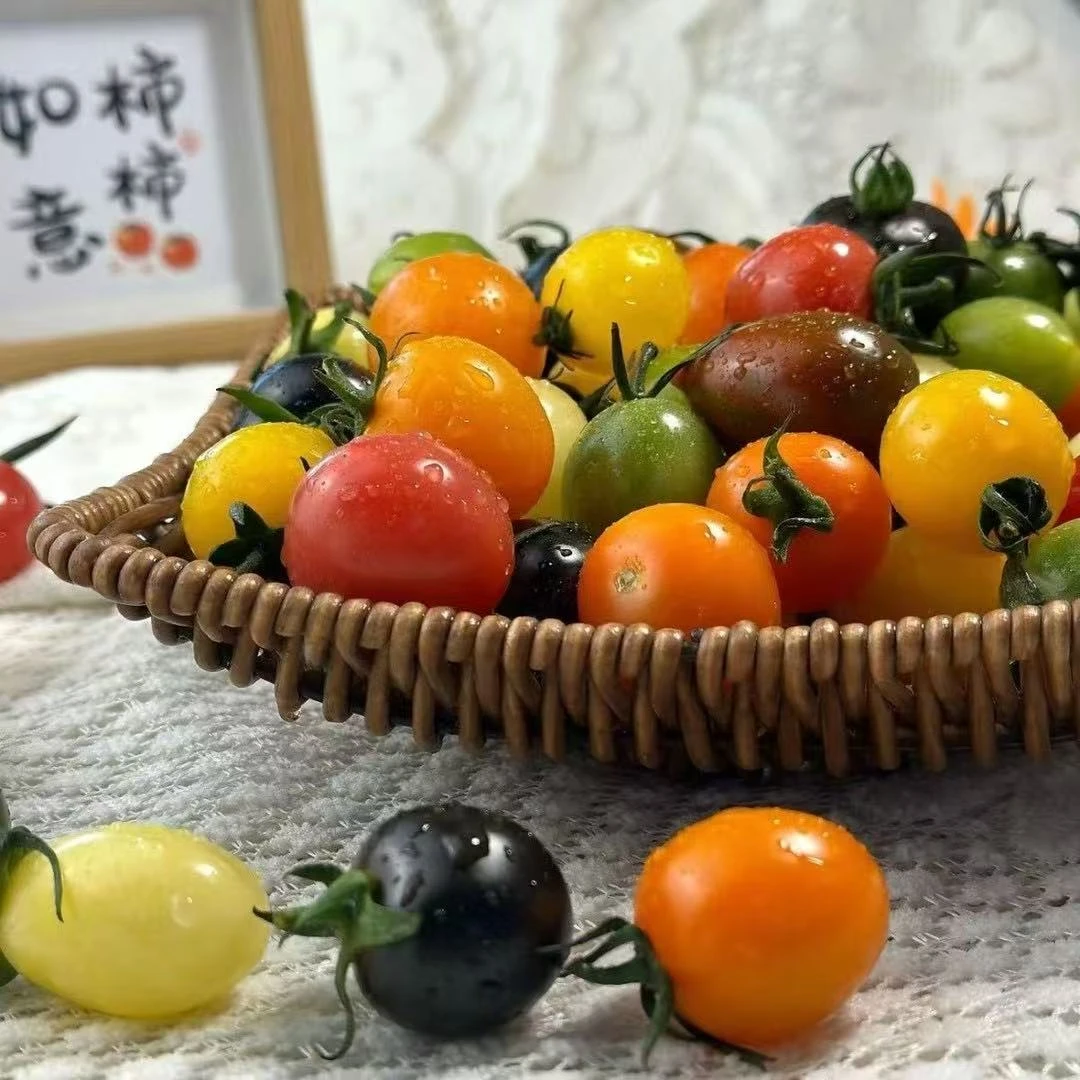 【顺丰包邮】多彩特色口感小番茄随机7种5种新鲜小番茄寿光直发