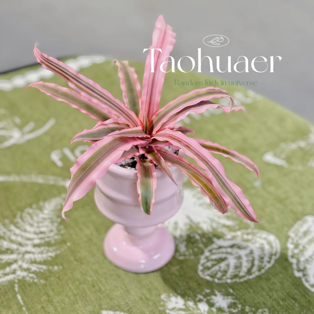 姬凤梨五彩积水凤梨懒人植物雨林缸生态水陆缸造景植物