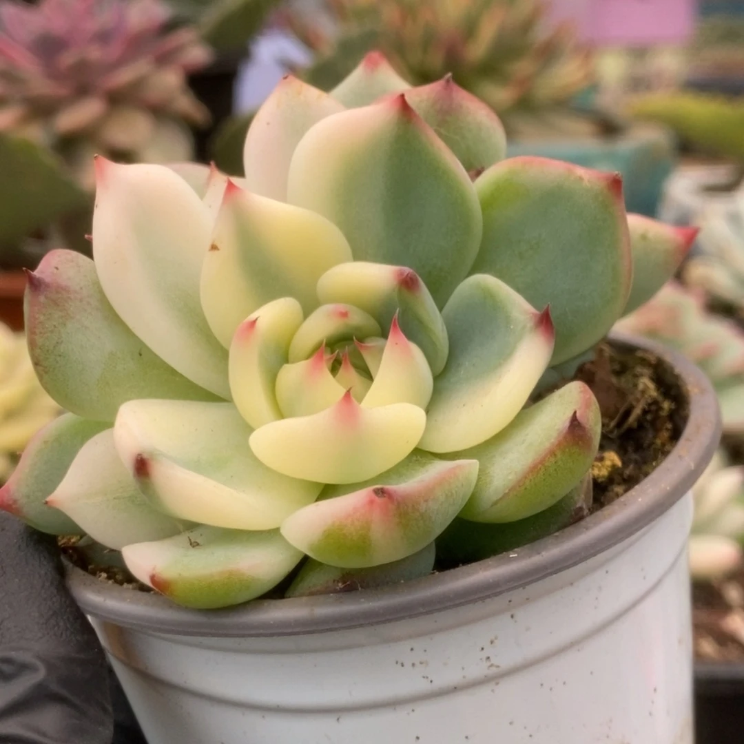 569锦锦锦锦锦锦锦锦