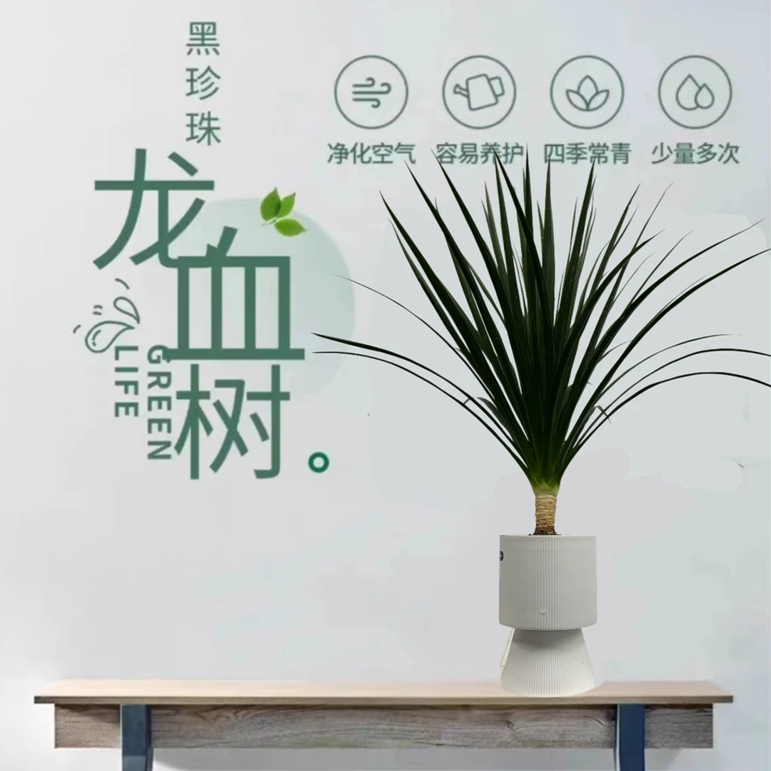 黑珍珠龙血树四季常绿盆栽高档客厅阳台庭院绿色植物