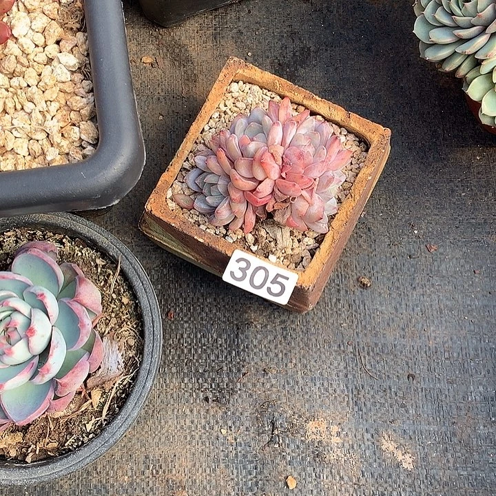 305橙子 一物一拍多肉