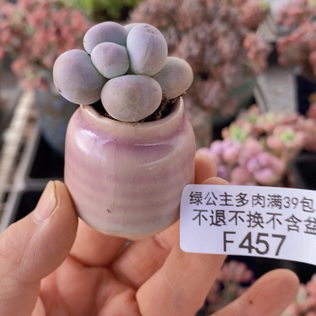 芭比奶洛带盆3cm457多肉植物