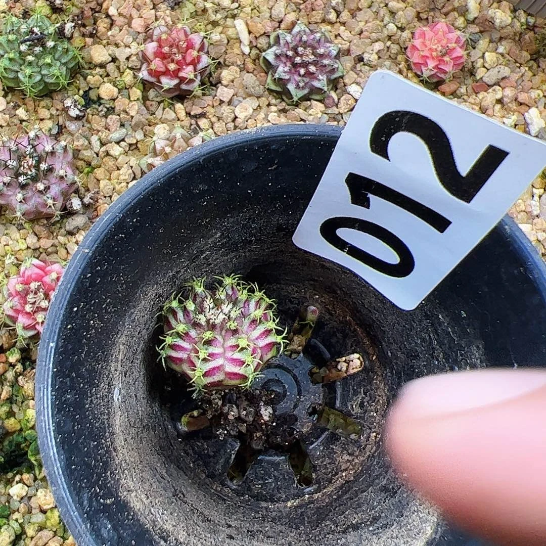 开***s当前无花栽培后可以开花012