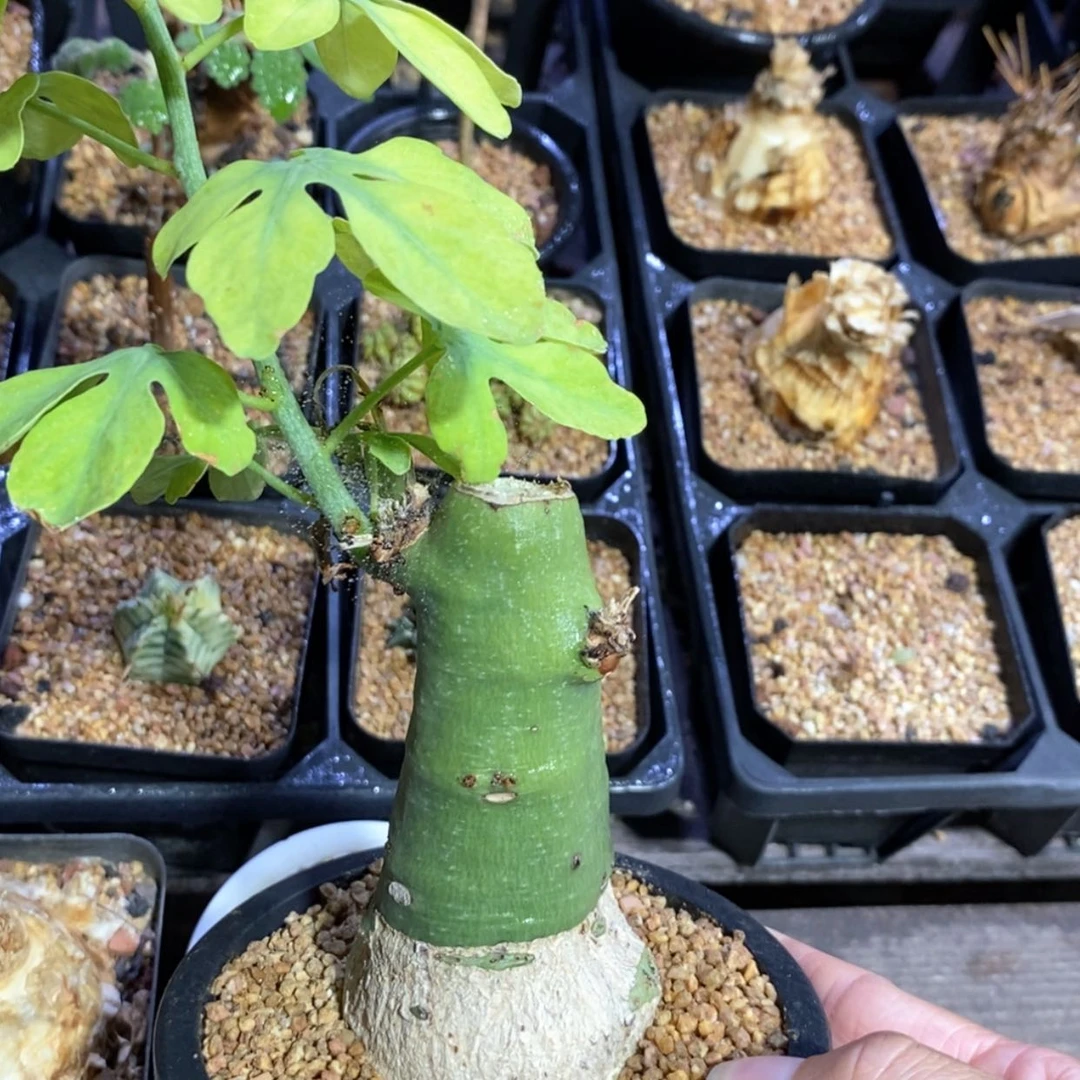 【闪购商品】幻蝶蔓