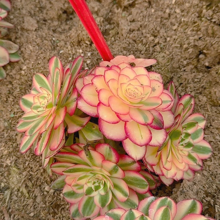 5-68倾城多肉法师