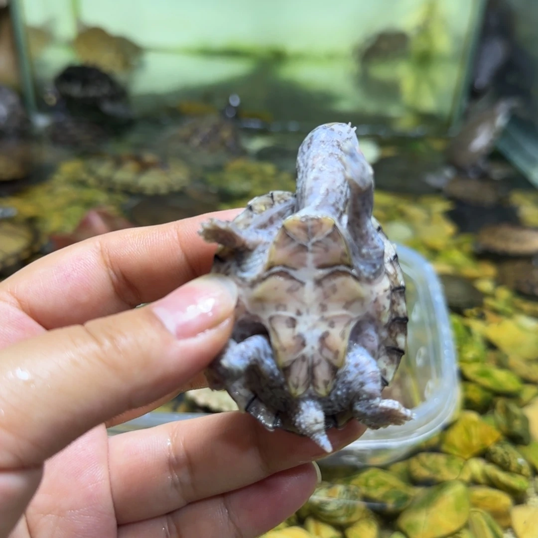 不分公母宠物龟1号剃刀5cm