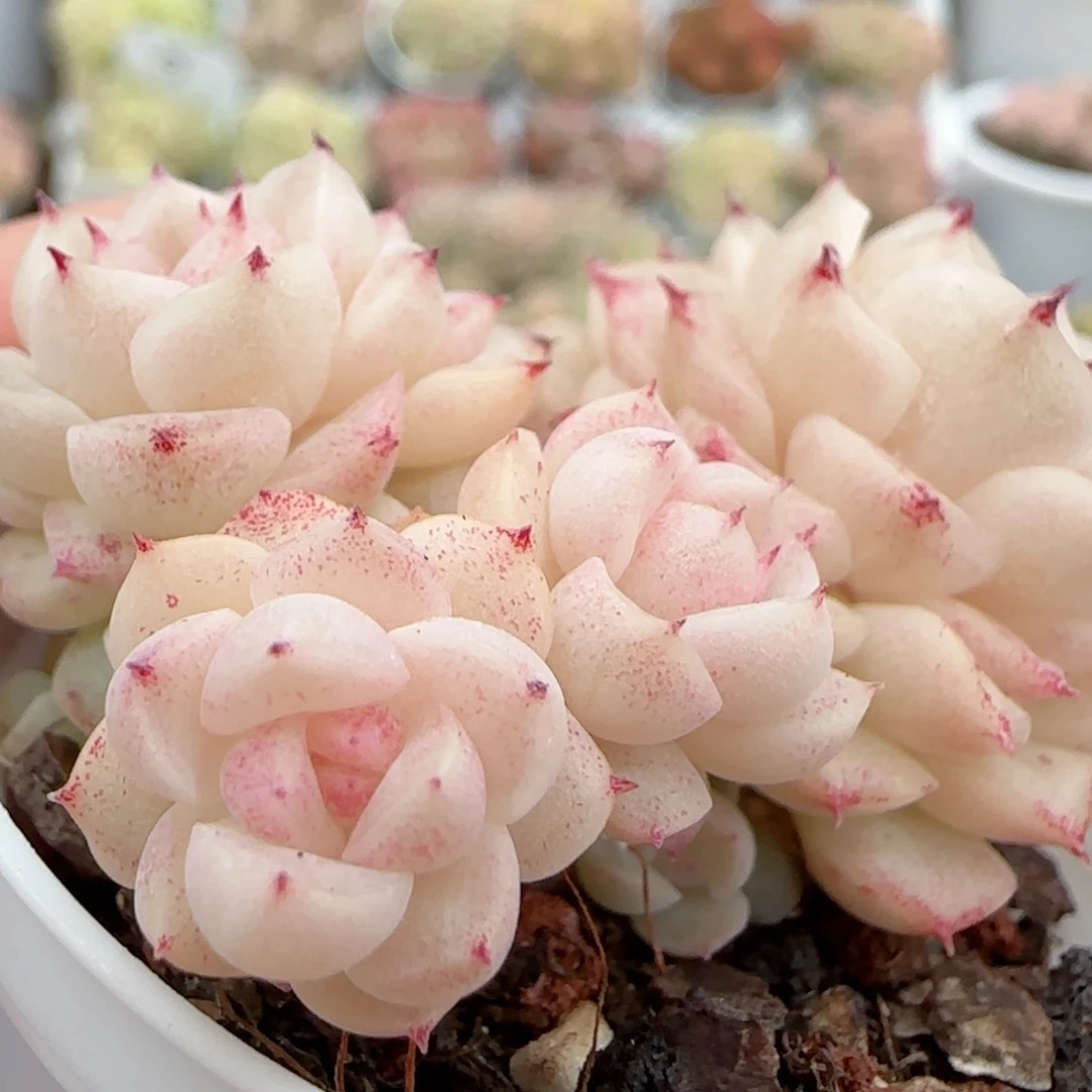 【闪购商品】0119-51珠光小魔仙