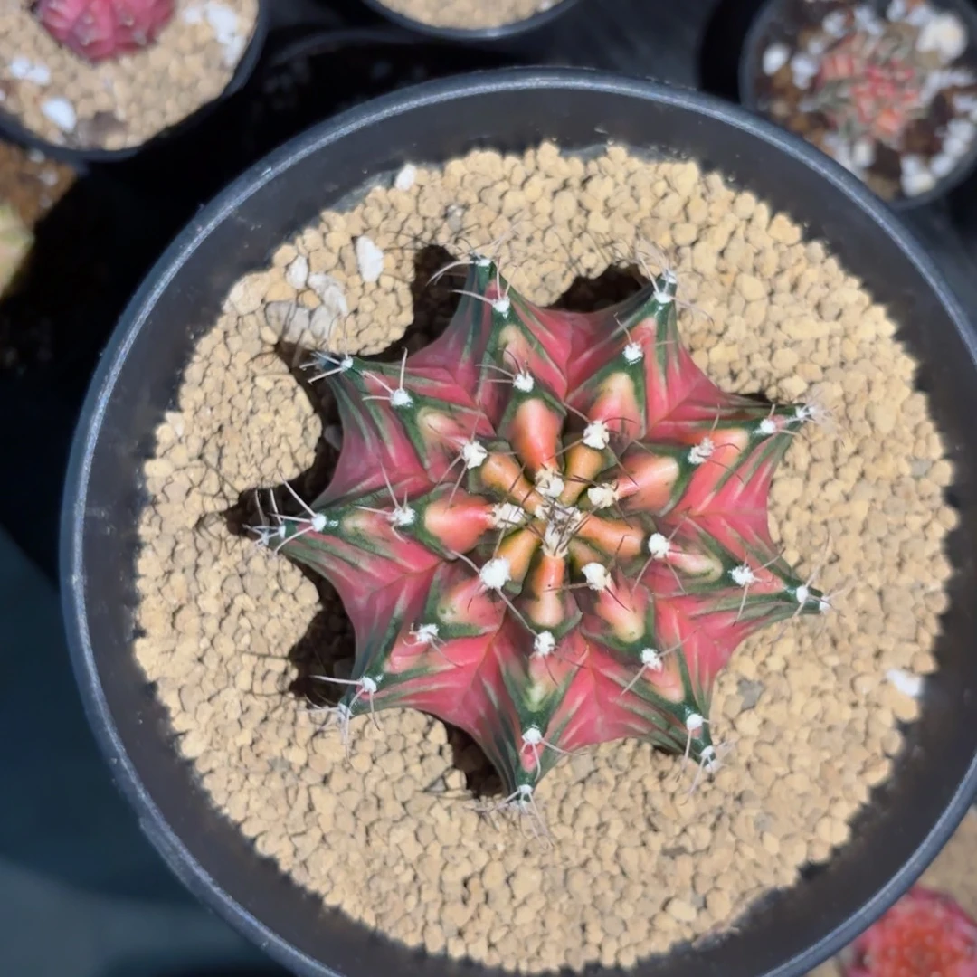 小***好泰系米哈实生仙人球赛级跟有瑕