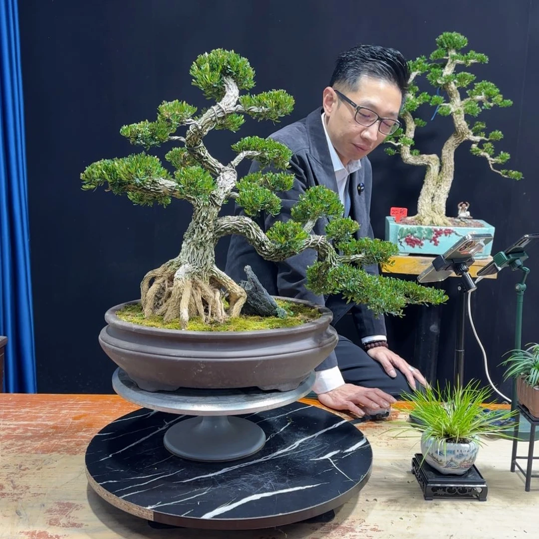 野*黄杨室内室外盆景艺术