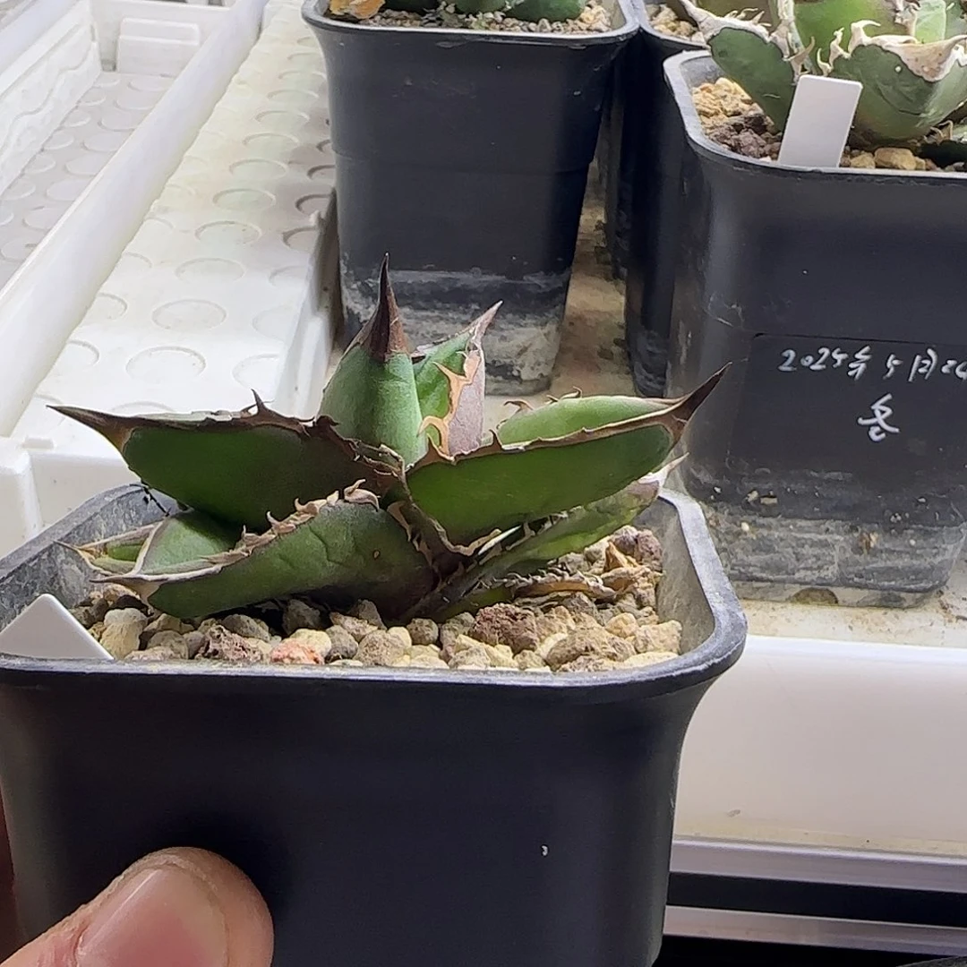 籽播111111111111111