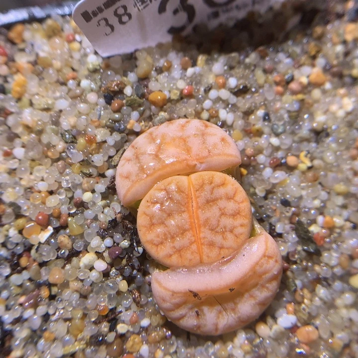 z精品生石花30.