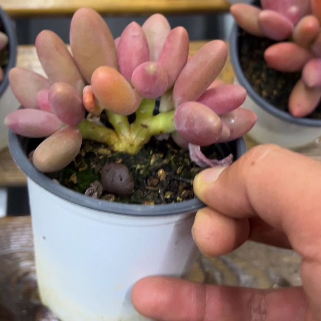 张张精品多肉糖果四头