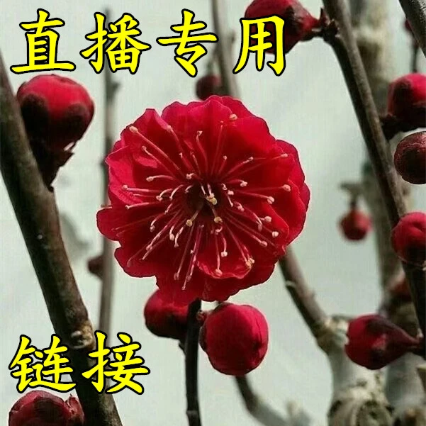 耐寒乌梅红梅盆栽海棠花老桩盆景室内阳台好养植物庭院花卉