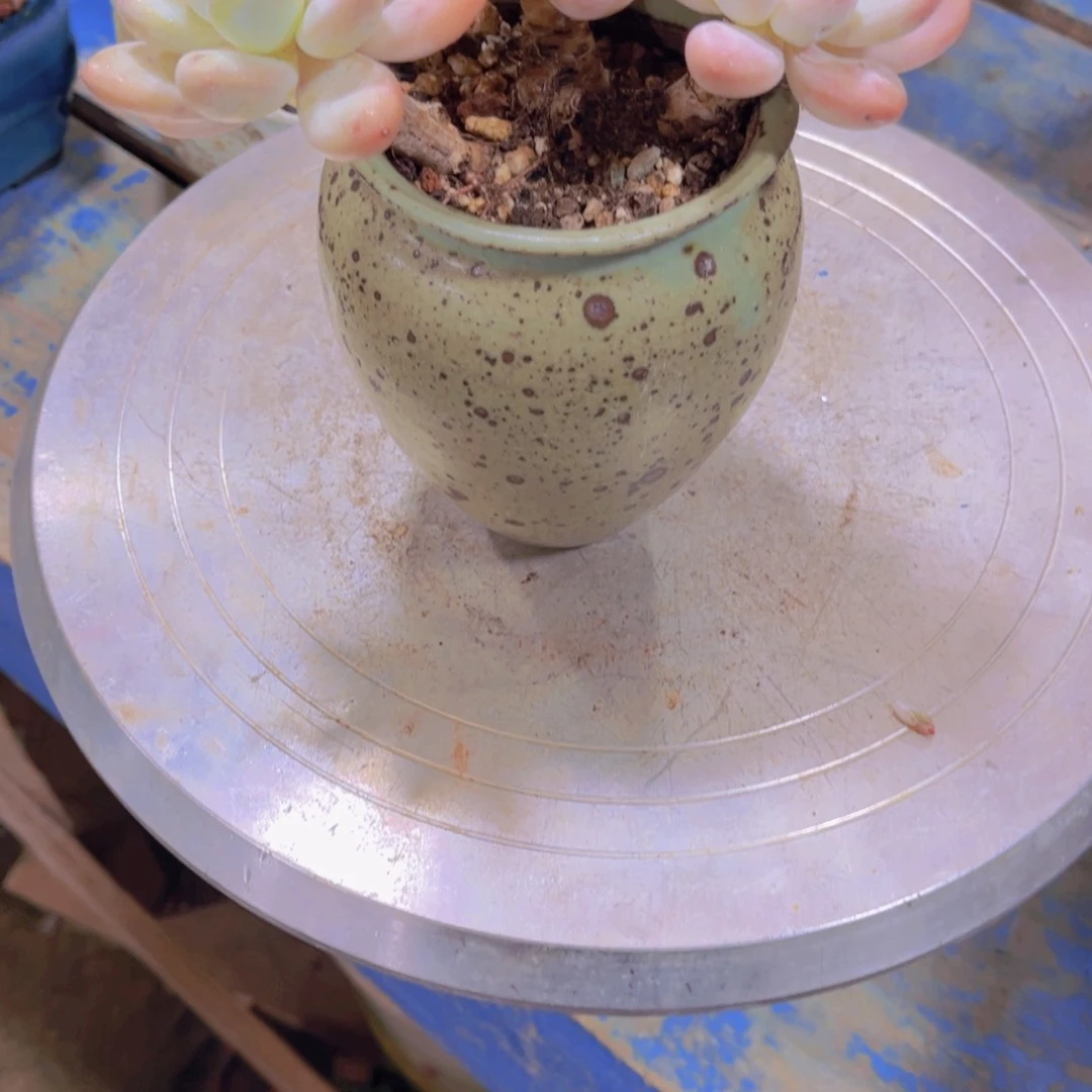 冉*多肉植物保护研究所