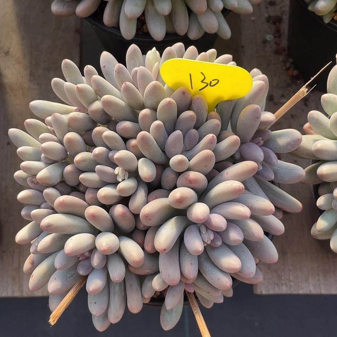 大叶汤圆多肉植物130