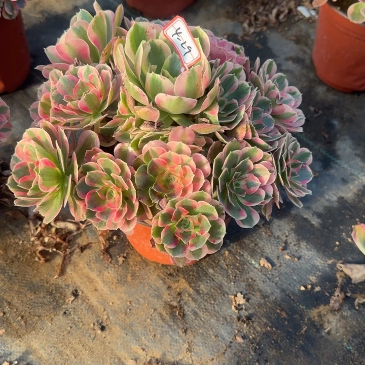 4-29女郎多肉不包售后