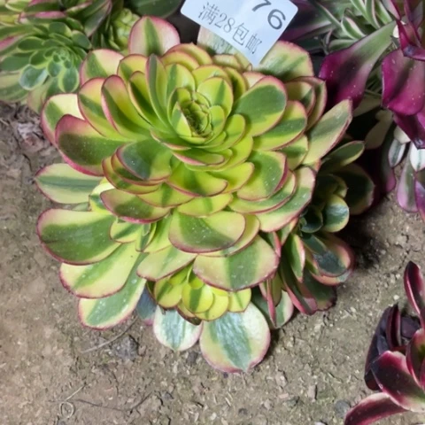 奶白多肉多肉5776