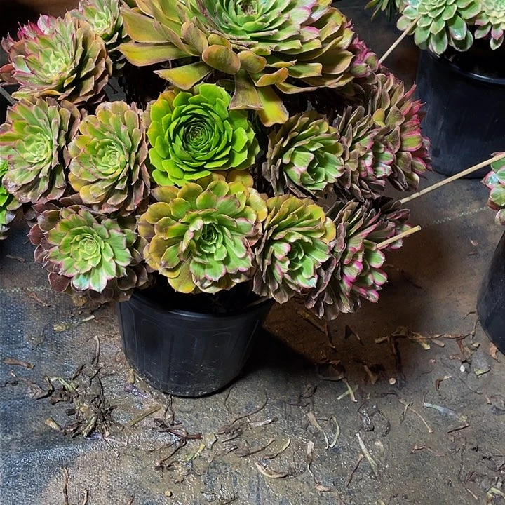 小****y多肉法师422号玲珑发货