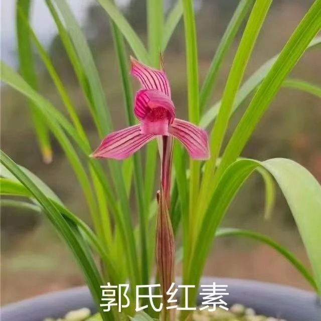春兰【郭氏红素】花期12-3月份