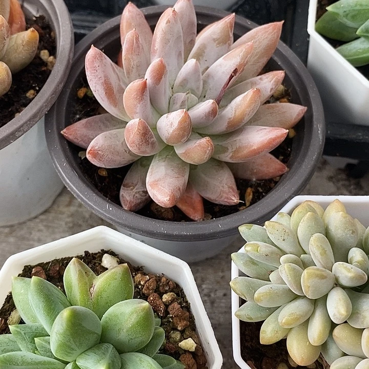 一*梅肚里万12356799999“