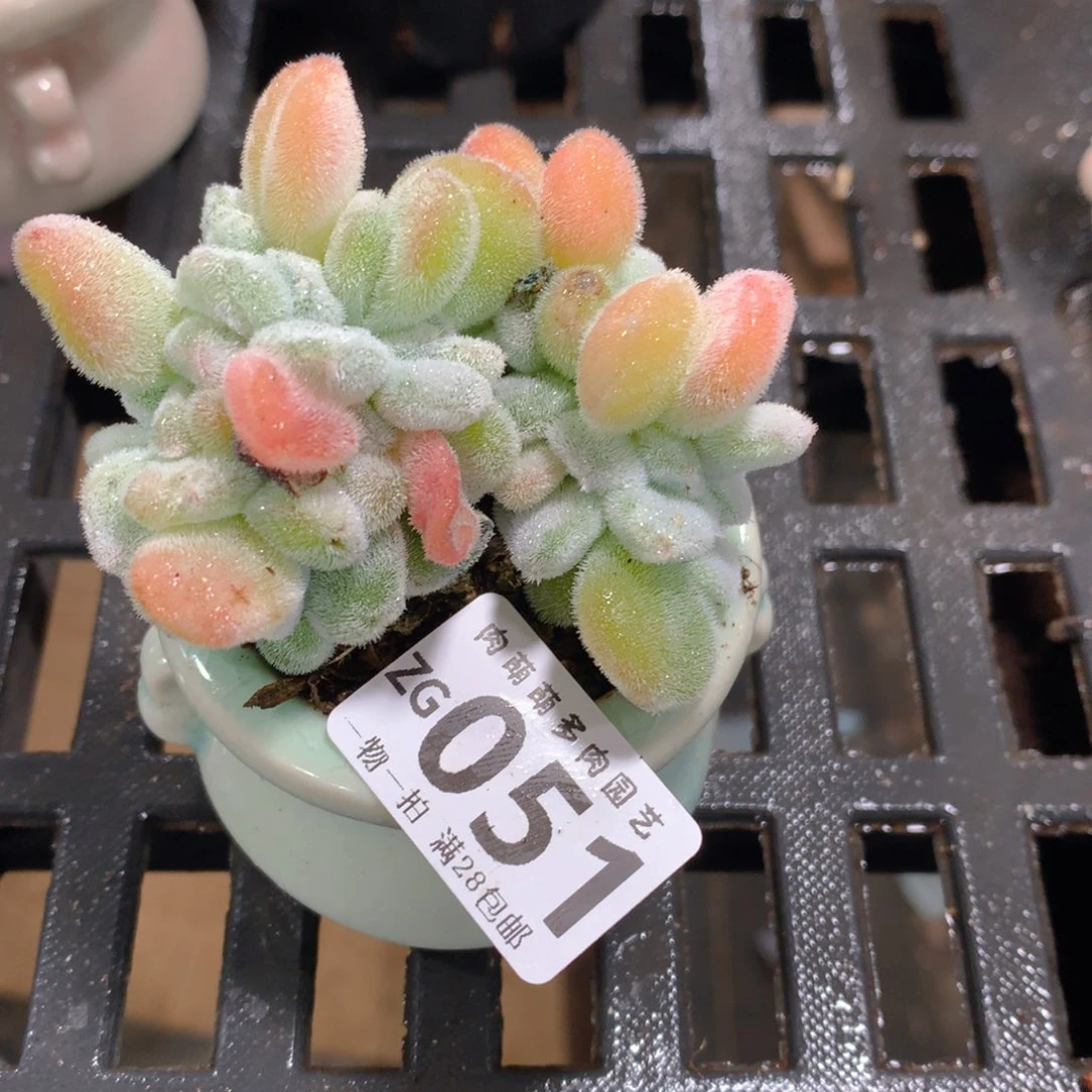 肉萌萌拇指盆精控多肉ZG051