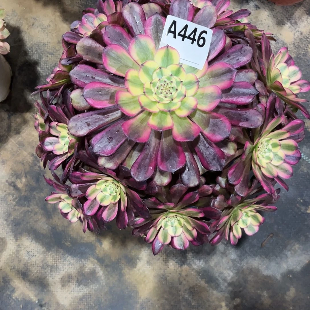 多肉植物美姬变异446多肉