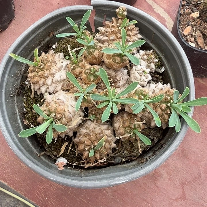 六****龍大峨眉山9仙人球