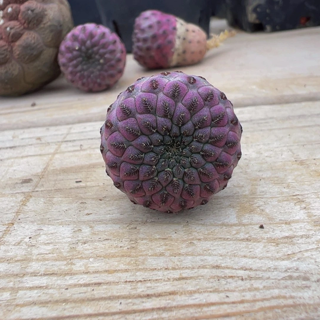 紫丽丸多肉植物裸根发货
