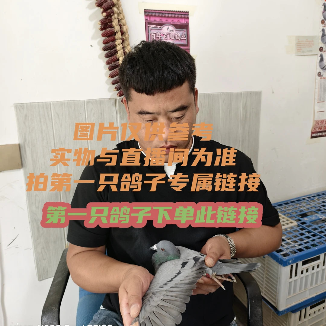 信鸽赛鸽种鸽成绩鸽生鲜鸽子肉等等