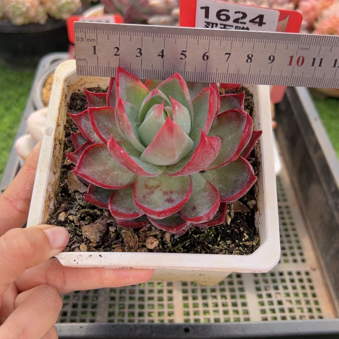 表妹精品多肉1624.