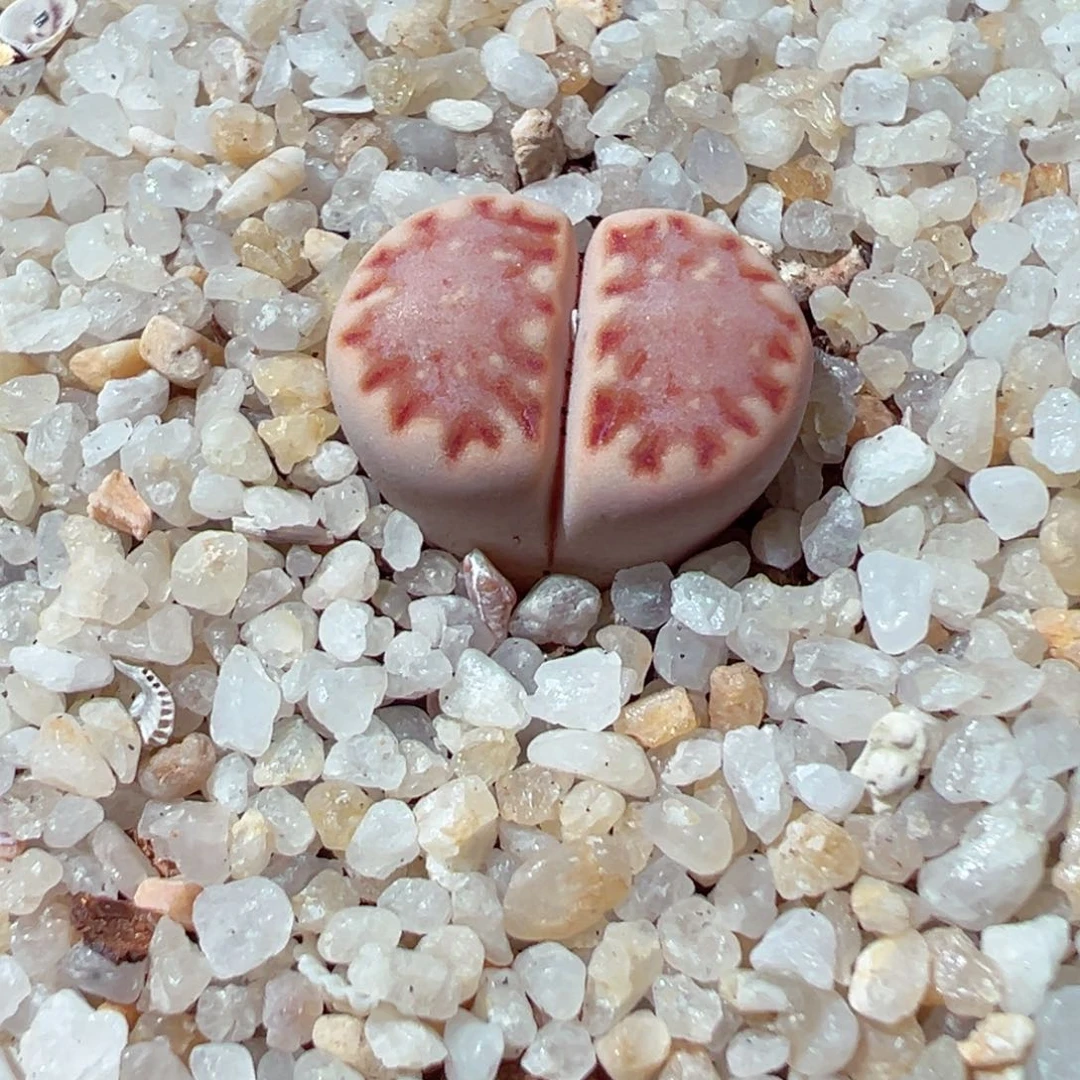 ?****?119-145.我是真的不