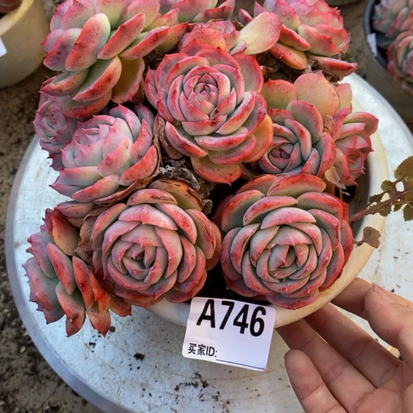 【闪购商品】?****?多肉植物的