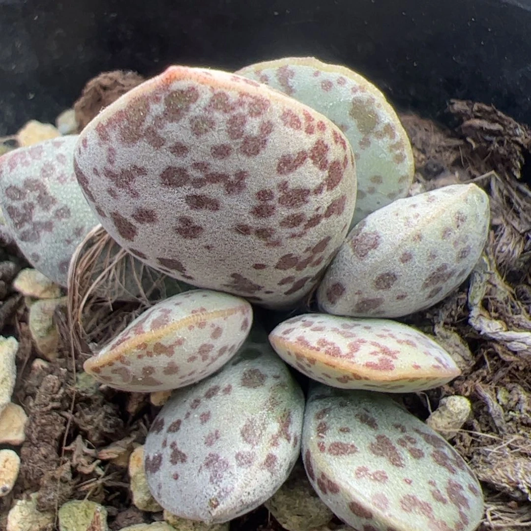 花蛋大苗多肉植物水泡多肉植物