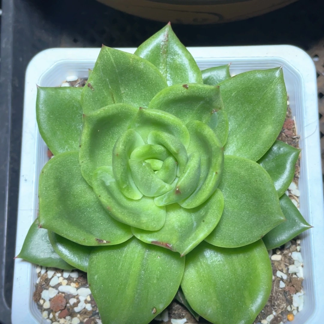 多肉植物多肉植物347翠花石化