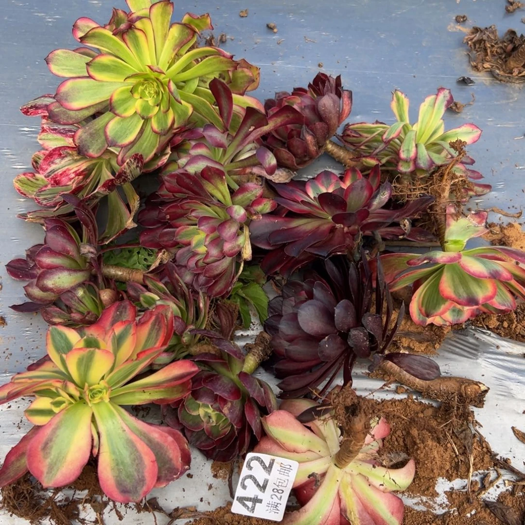 多肉植物的422无售后