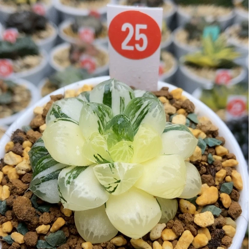 【闪购商品】25玛琳锦